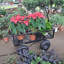 Wagon Cart Garden Cart