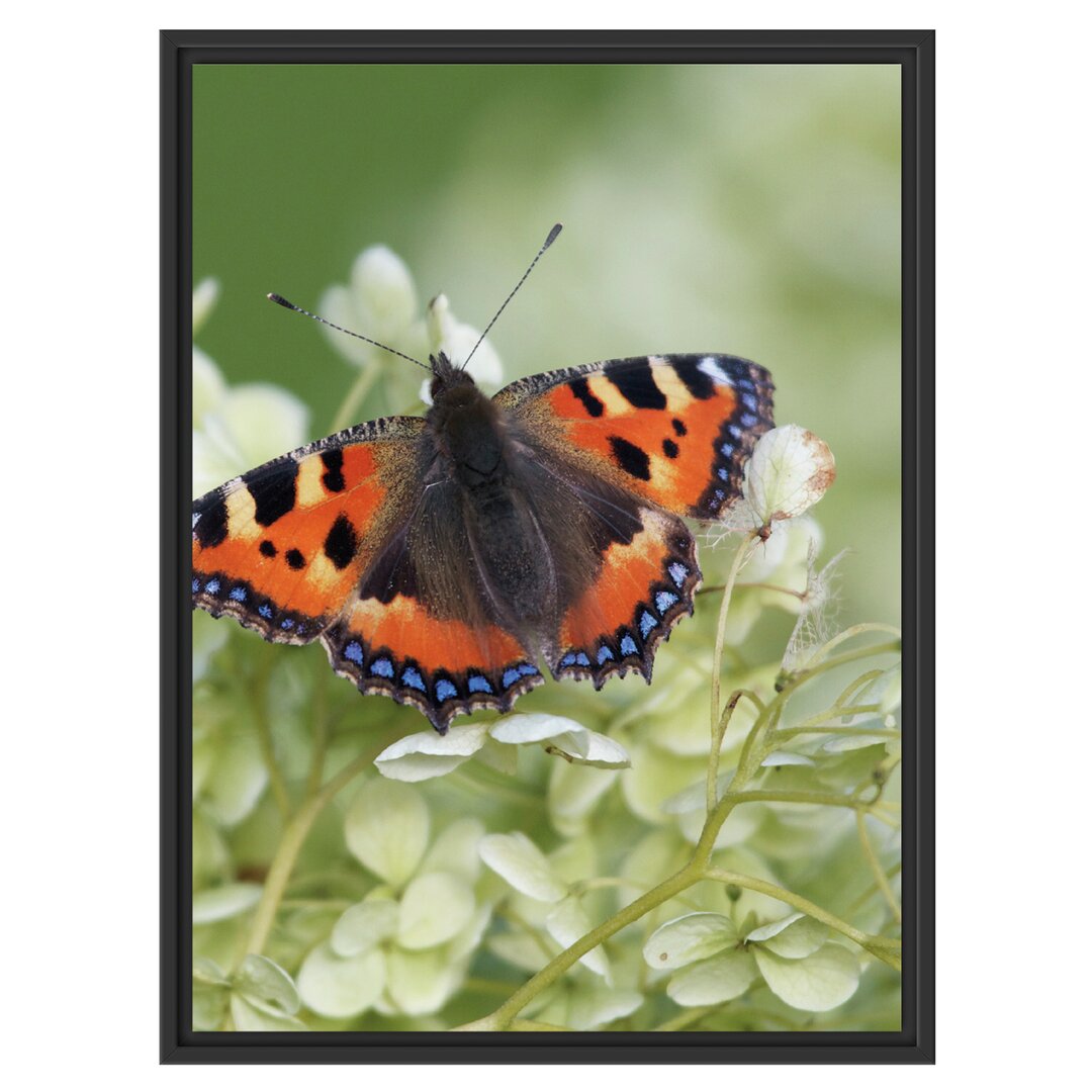 Gerahmtes Wandbild Schmetterling auf weißen Blüten