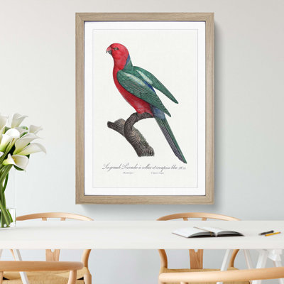 Australian King Parrot by F. Levaillant - Framed Print