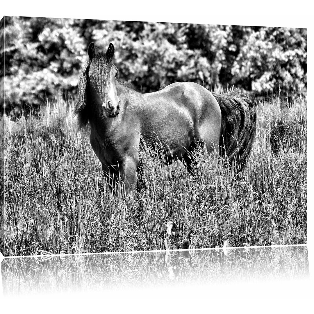 Leinwandbild Wildes Pferd in Monochrom