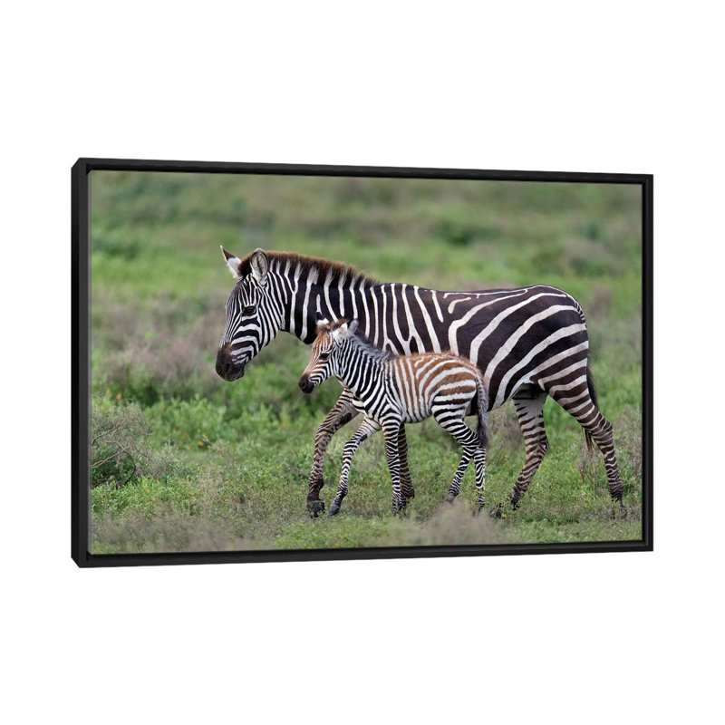 Reproduction de photo sur toile tendue, Burchell, H 18 po x l 26 po x P 1,5 po, Toile avec cadre noir, Pas de tapis