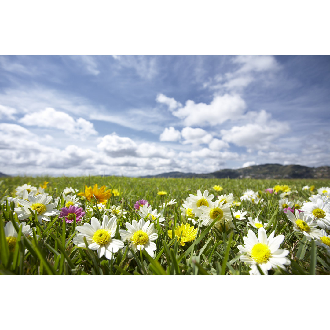 Wiese mit Blumen von Aleaimage - Kunstdrucke auf Leinwand