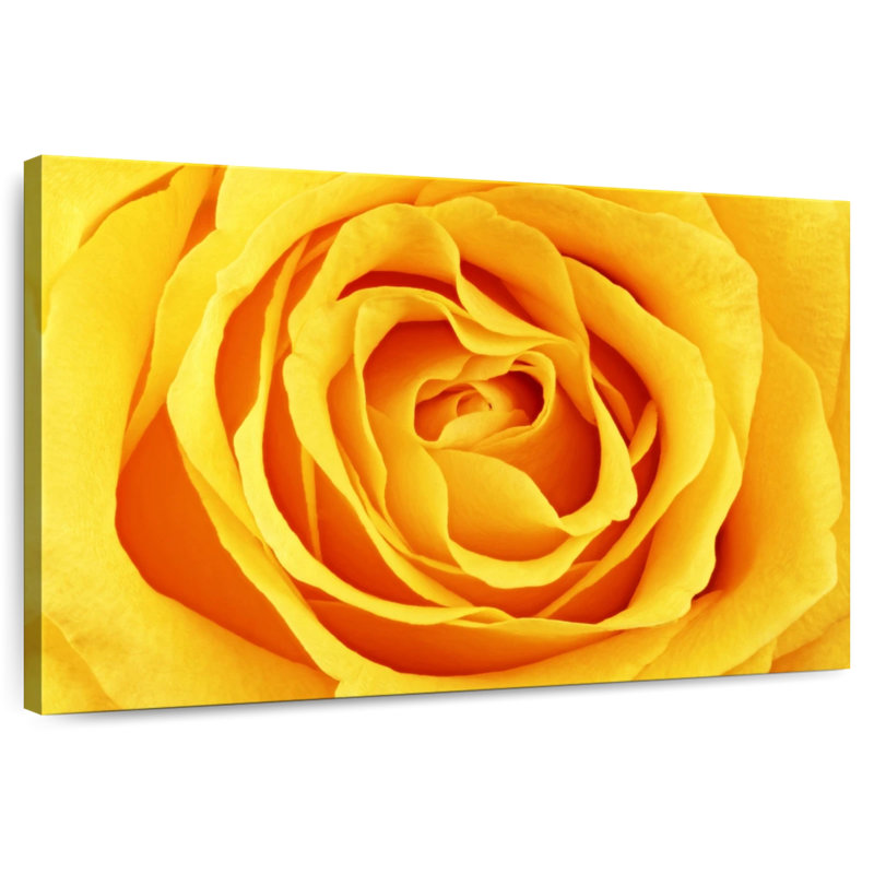 Rose Harnek