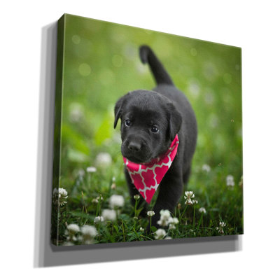 «Black Lab Pup 3» par Jonathan Ross, art mural sur toile