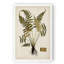 « palm botanique iv »-impression sur toile-1915319862-1913107994