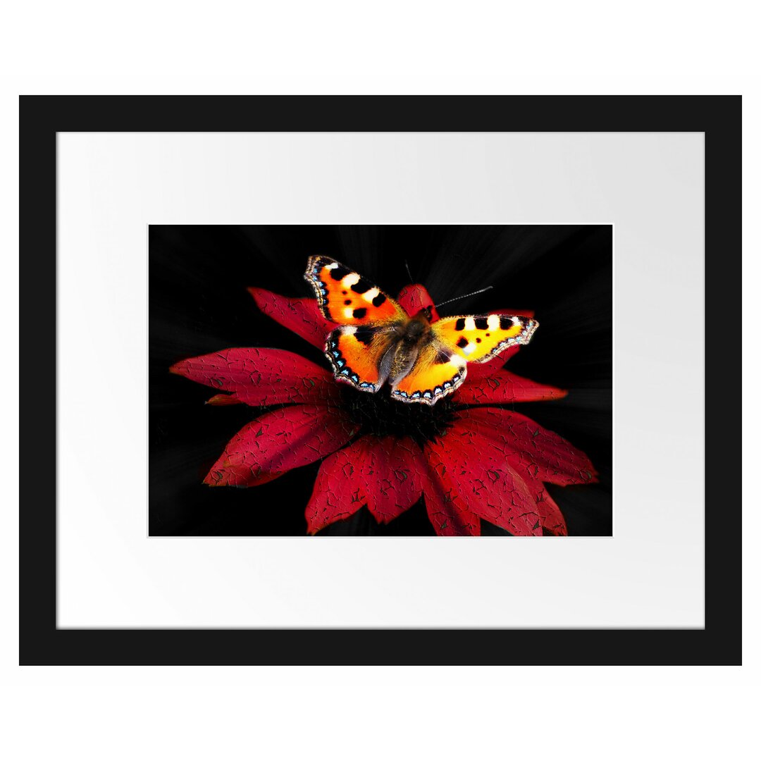 Gerahmtes Poster Schmetterling auf roter Blüte