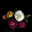 « a rose festival », reproduction de photo sur toile tendue-74386503-74386506-74386508
