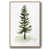 Natural Floater Framed is out of stock