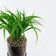 Anjeli 35cm Faux Foliage Plant in Ceramic Pot