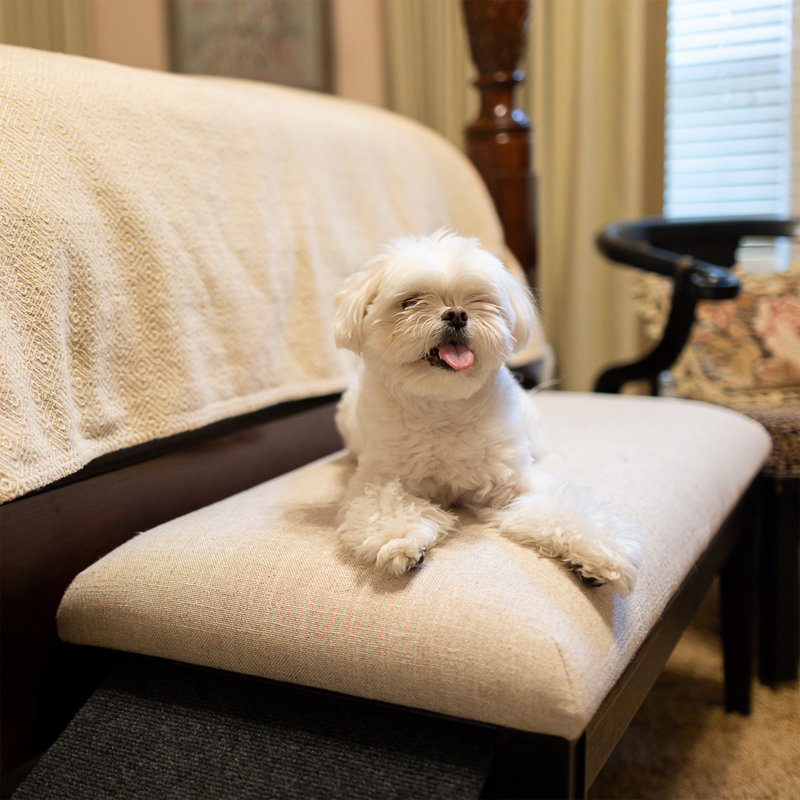 Banc-rampe pour animaux de compagnie Barkley avec rampe rétractable pour chien - Avoine moisson, Cream/Natural