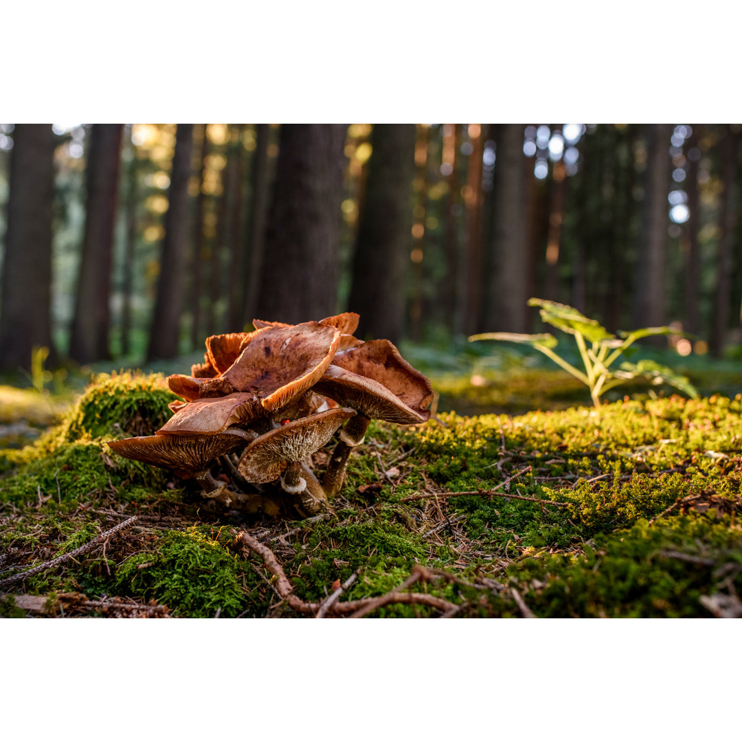 Pilze in Wäldern von Claes Touber - Druck