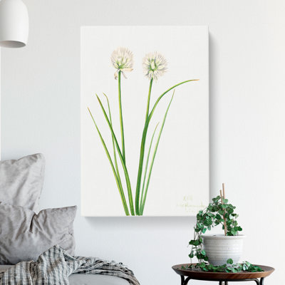 Northern Onion by Mary Vaux Walcott - Wrapped Canvas