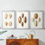 Lamarck Shells I - reproduction sur mesure encadrée de qualité supérieure - 3 pièces-504673088-504673093