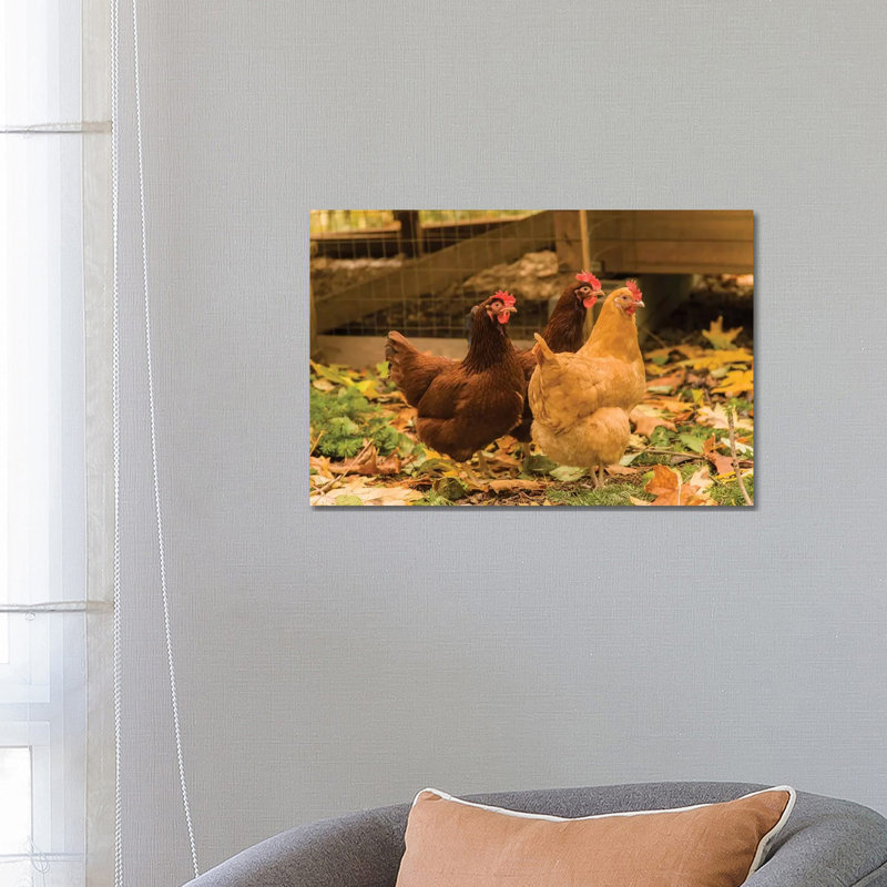 Issaquah, WA. Free-ranging Buff Orpington And Rhode Island Red Chickens - Wrapped Canvas Print