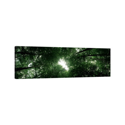 Low Angle View Of Beech Trees, Baden-Wurttemberg, Germany - Wrapped Canvas Panoramic Print