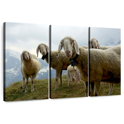 Brampt Piedmont Mountain Sheep