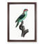 A Musk Lorikeet by F. Levaillant - Framed Print-55453403-55453405