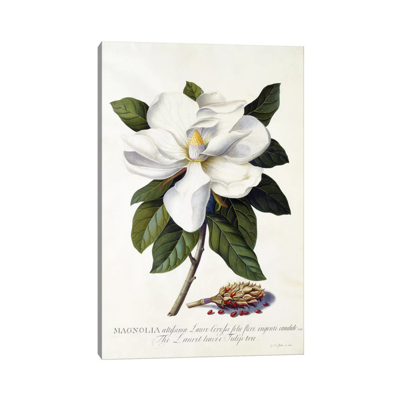 «Magnolia Grandiflora» par Georg Dionysius Ehret, impression sur toile tendue, H 12 po x l 8 po x P 0,75 po
