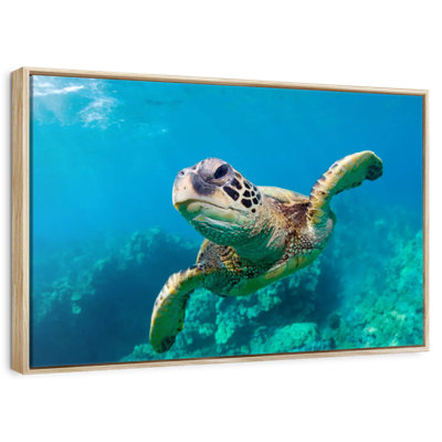 Hawaiian  Sea Turtle
