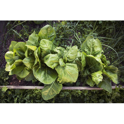 Chard Grows by Clara_Gabrielli - Wrapped Canvas Print