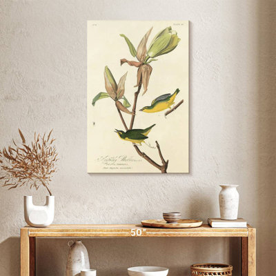 Brampt Kentucky Warbler