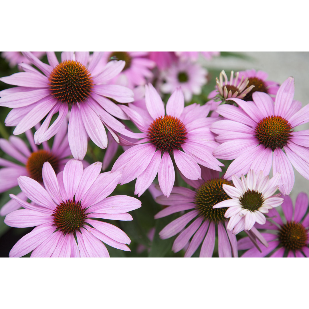 Rosa Sonnenhut (Echinacea purpurea) im Garten