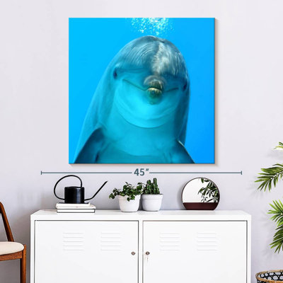 Brampt Dolphin Encounter