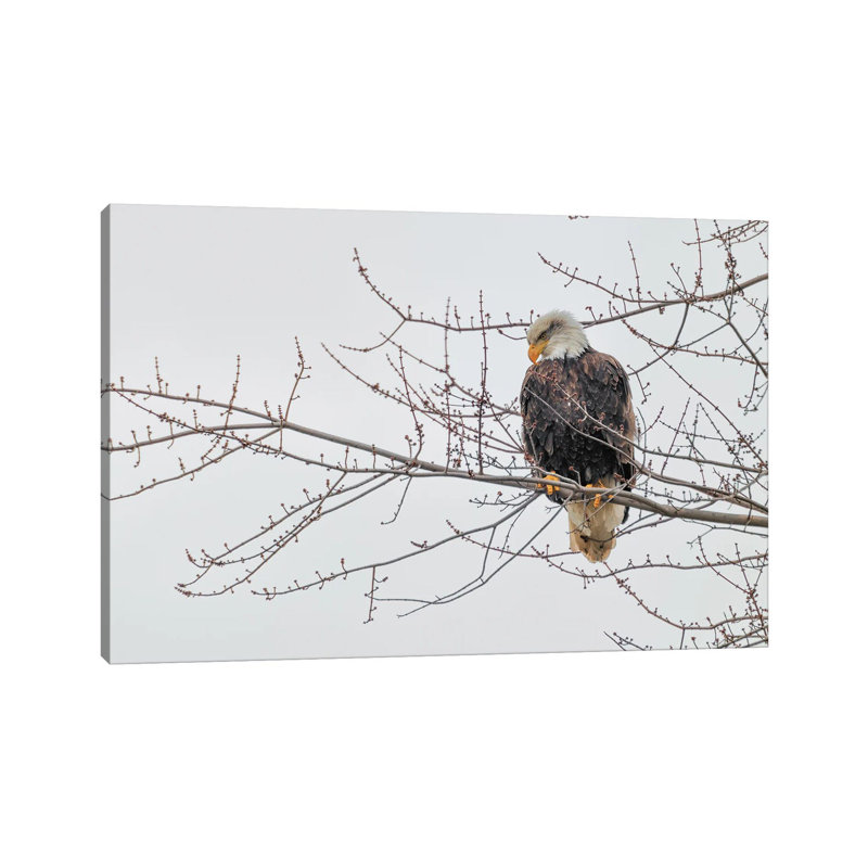 Eagle Perch II by David Gardiner - Wrapped Canvas Print, 45.72cm H x 66.04cm W