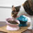 Oscar Elevated Cat Bowl-88736076