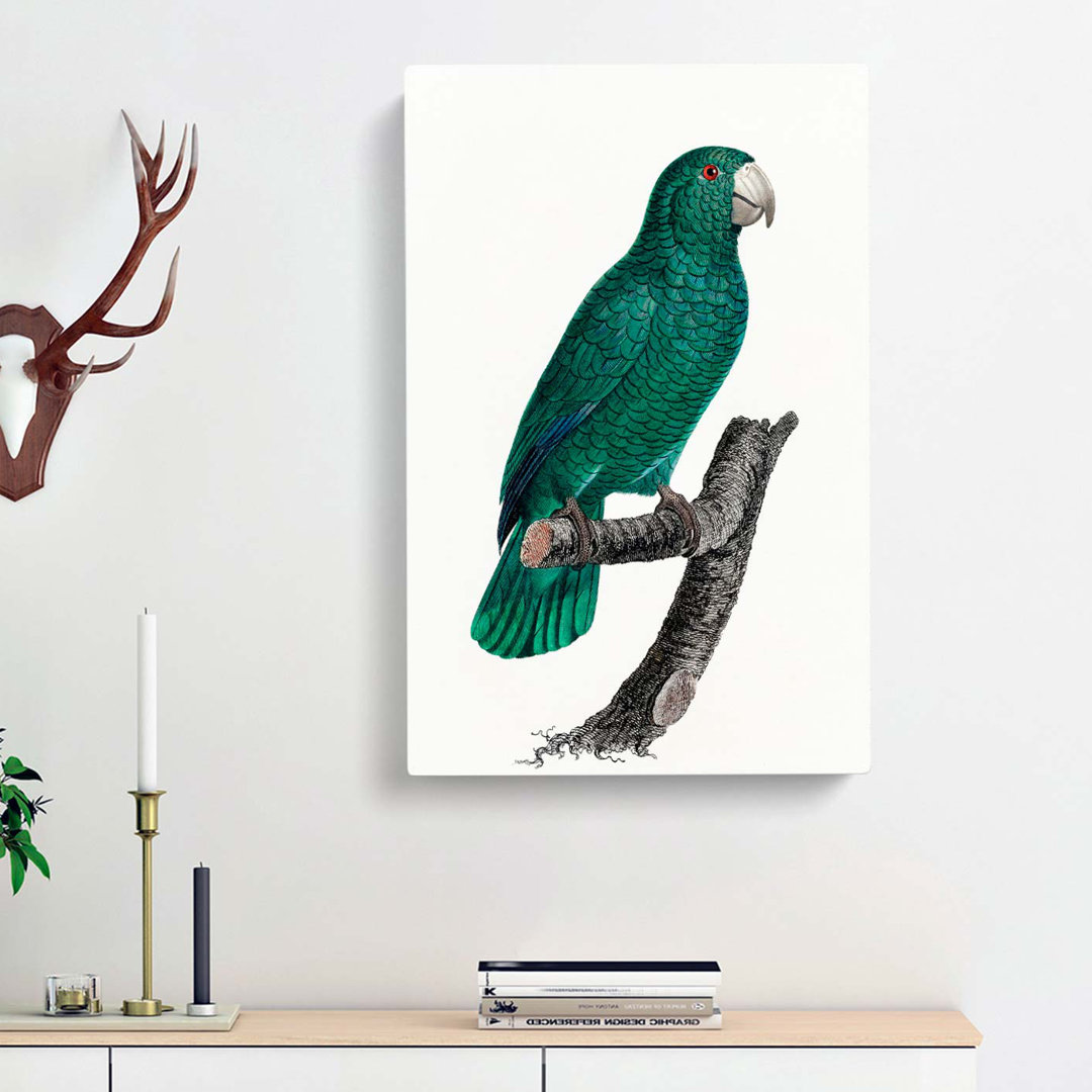 Emerald Cuban Amazon Parrot by F. Levaillant - Wrapped Canvas