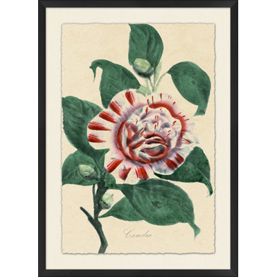 Vintage Floral 1 Framed Painting