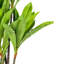 Dracaena 60 po.
