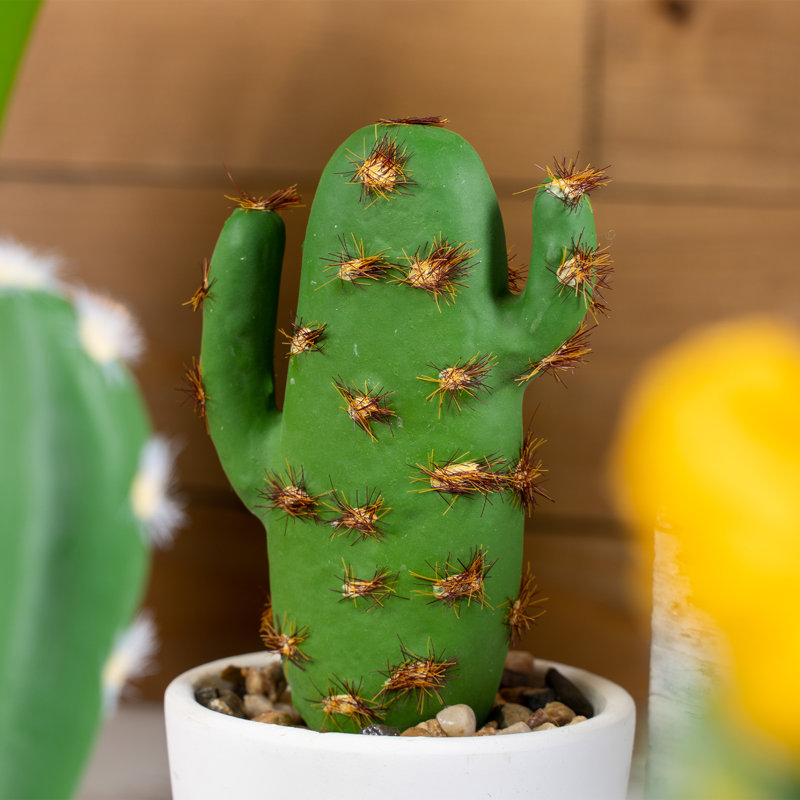 12 plantes grasses artificielles en pot