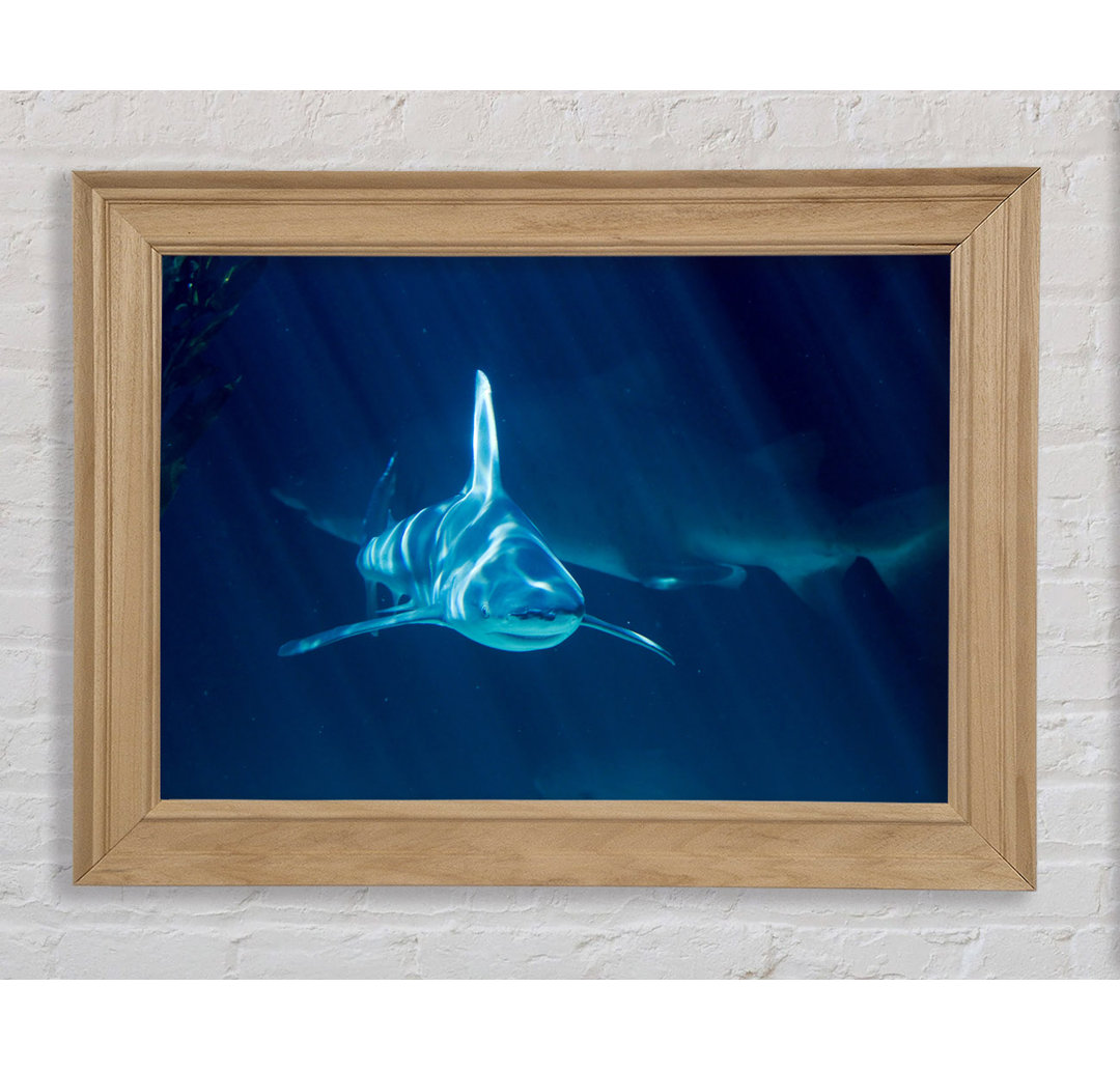 Shark Waters Gerahmter Druck Wandkunst