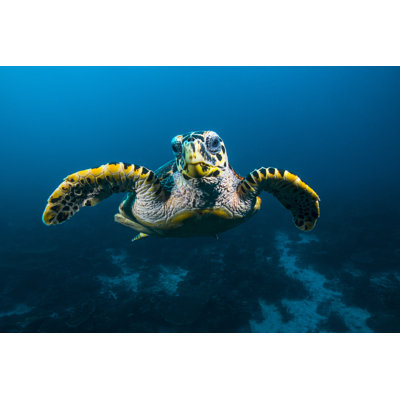Sea Turtle by Atese - Wrapped Canvas Print