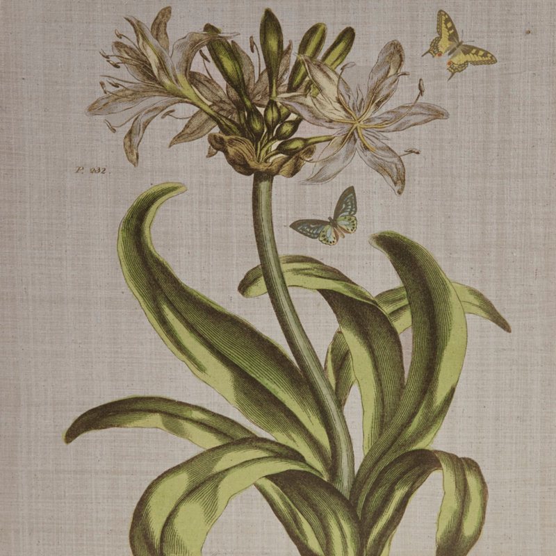 Illustration d'art botanique, ensemble mural