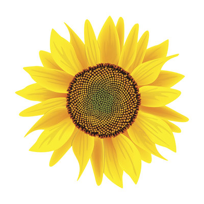 Sunflower Flower Or Helianthus Isolated On White Background - Wrapped Canvas Print