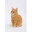 Chat tigré orange assis-1202188021