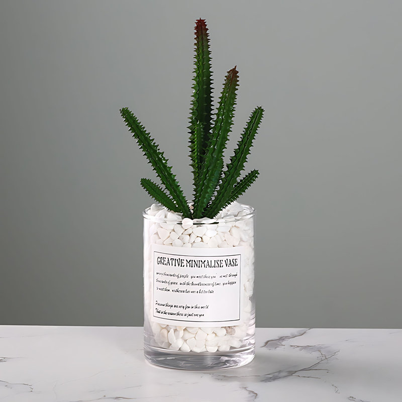 Plante grasse 9,84 po