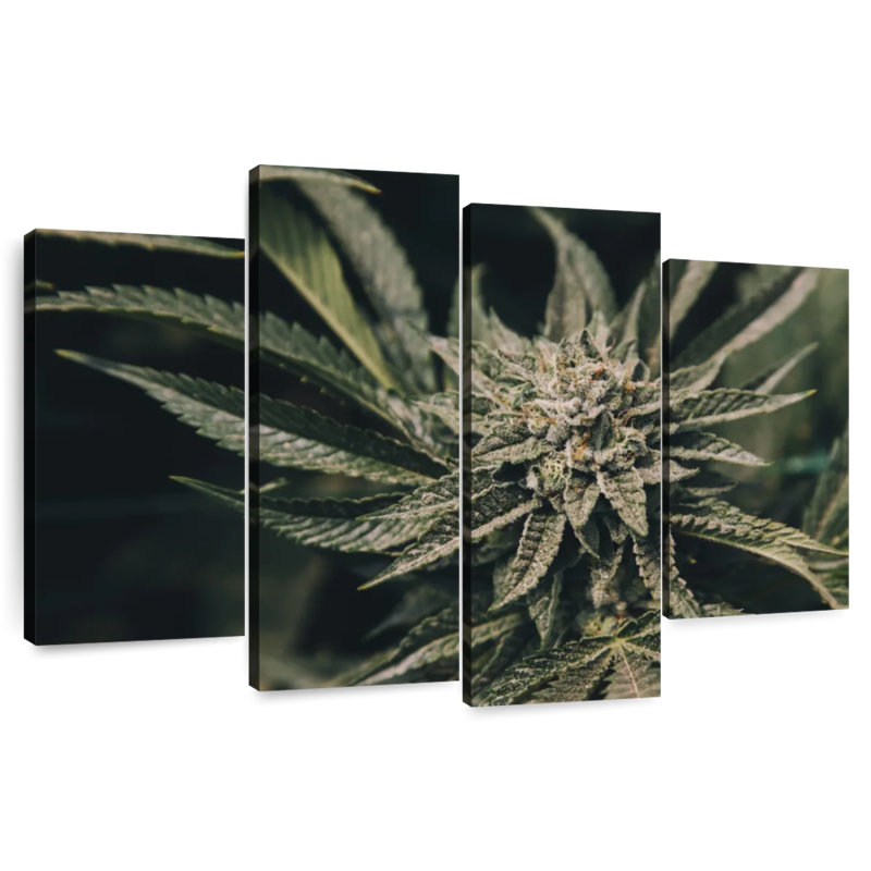 Plante de marijuana Senne, H 54 po x l 84 po