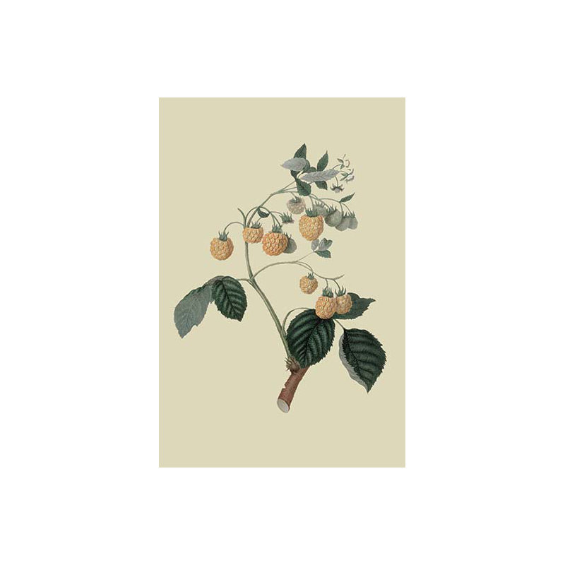 Framboise d’anvers jaune-impression d’art graphique, H 42 po x l 28 po x P 1,5 po