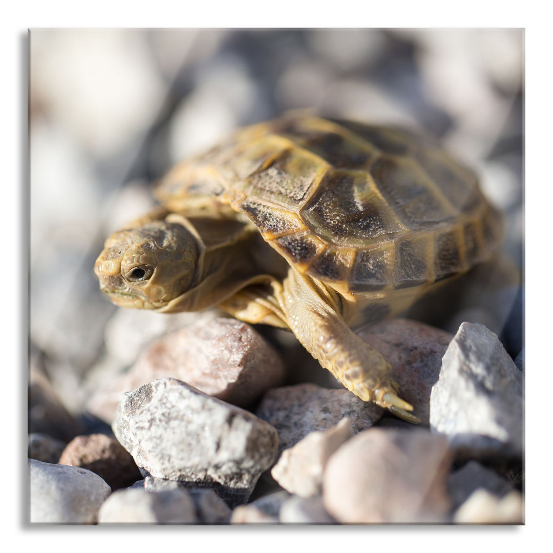 Glasbild Kleine Schildkröte