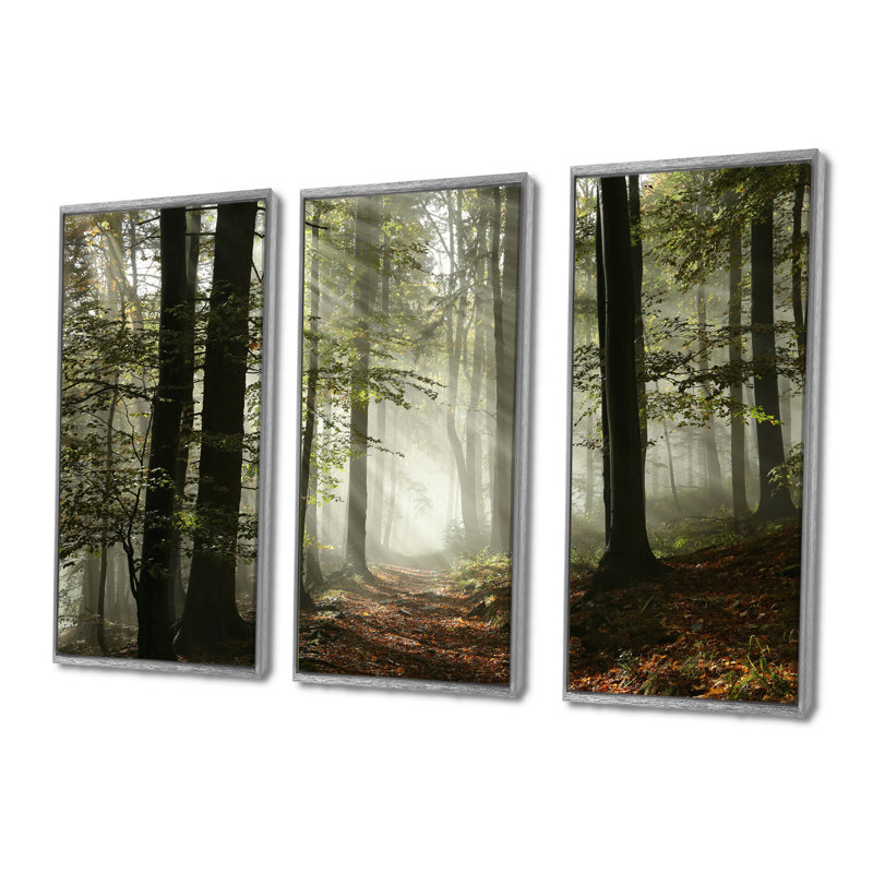 «Light In Dense Fall Forest With Fog», ensemble d'art mural sur toile encadré paysage, H 28 po x l 36 po, Silver