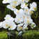 Natural Fibres Orchids Arrangement in Pot