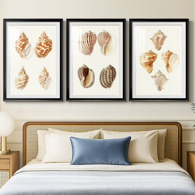 Lamarck Shells IV - reproduction encadrée sur mesure de qualité supérieure mate - 3 pièces