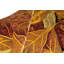 Wool Floral Area Rug
