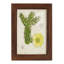 Cactus antique I - impression encadrée avec verre-481244034-481244040