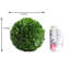 Buis de plantes en faux conserve
