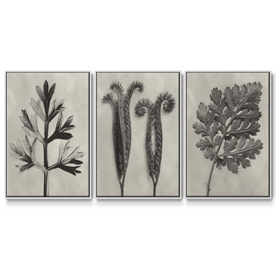 Blossfeldt Botanical I 3 pièces