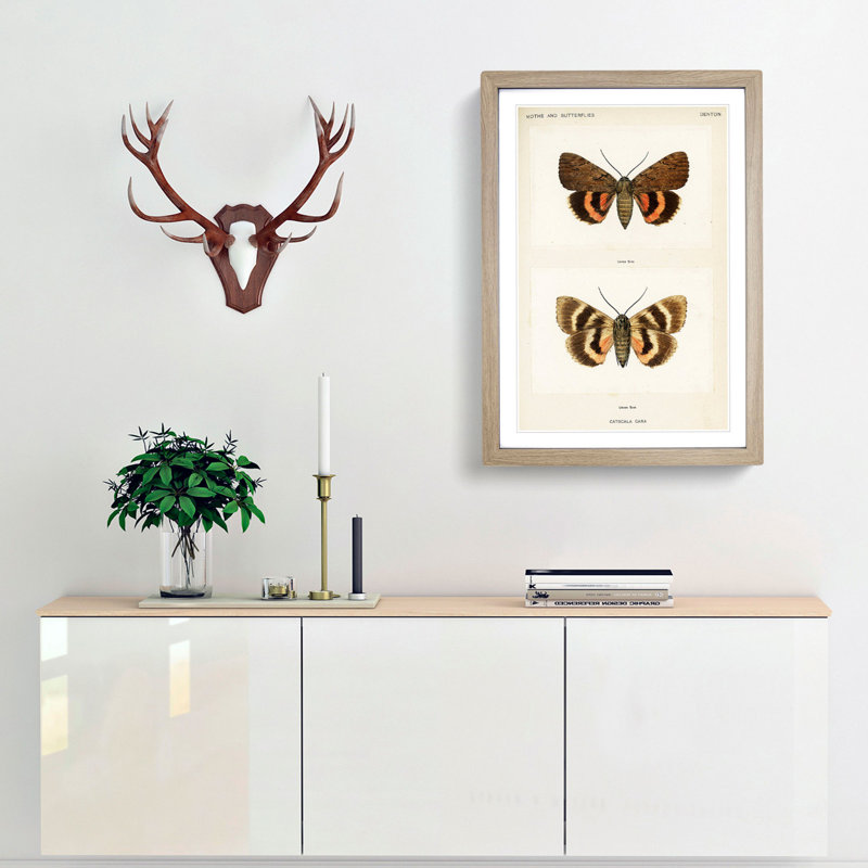 Darling Underwing Moth by S.F. Denton - Picture Frame Painting Print, 36cm H x 27cm W x 2cm D, Oak Framed